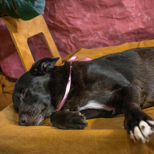 Sleeping Beauty