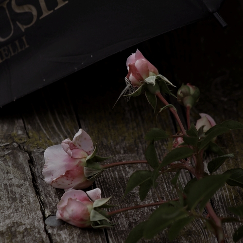 Photo #14234263