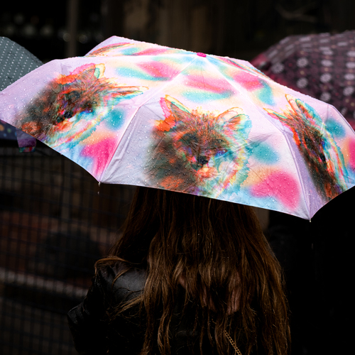 Photo #14234762