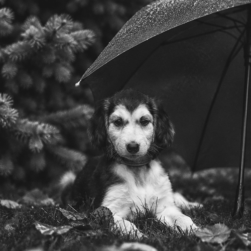 Photo #14235156