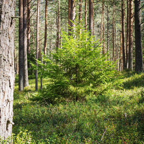 A lush young spruce in a pine forest