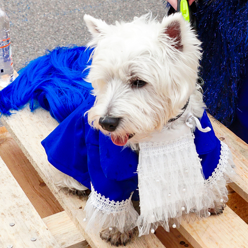 Photo #14236720
