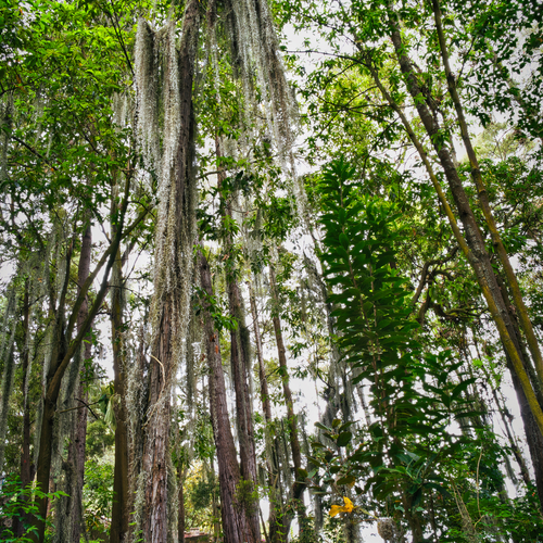 Mystic Veil of the Andean Forest