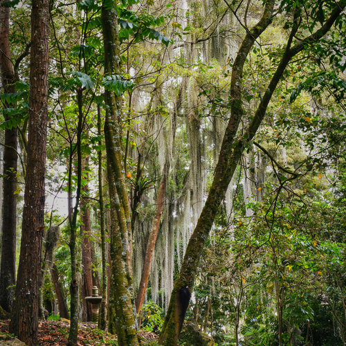 Mystic Veil of the Andean Forest