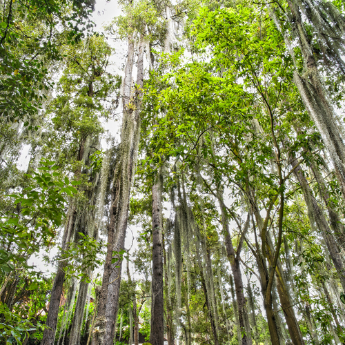 Mystic Veil of the Andean Forest