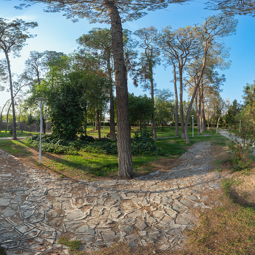 Paths Beneath the Old Trees