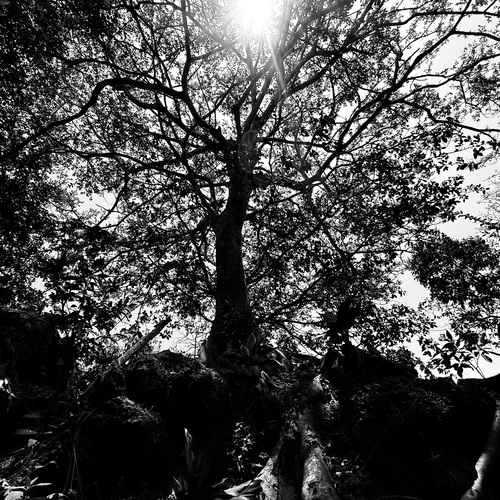 Rooted Radiance