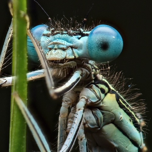 Eyes of the Dragon