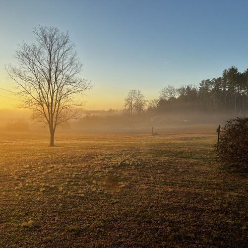 Golden Solitude