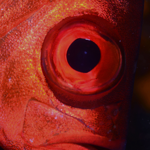 Photo #14242873
