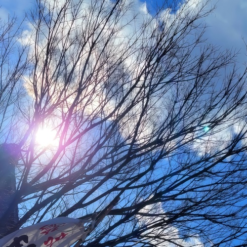 A Prayer Written in Branches