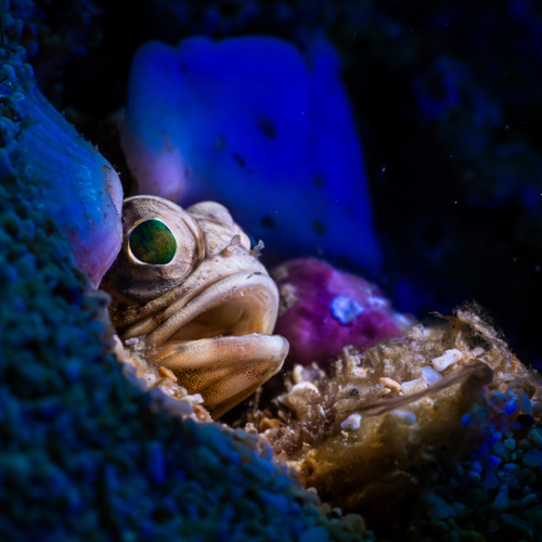 BLUE Jawfish