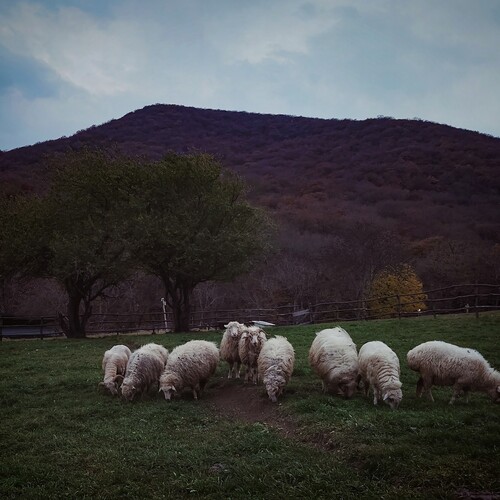 Sheepsu.