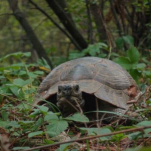 Turtle.