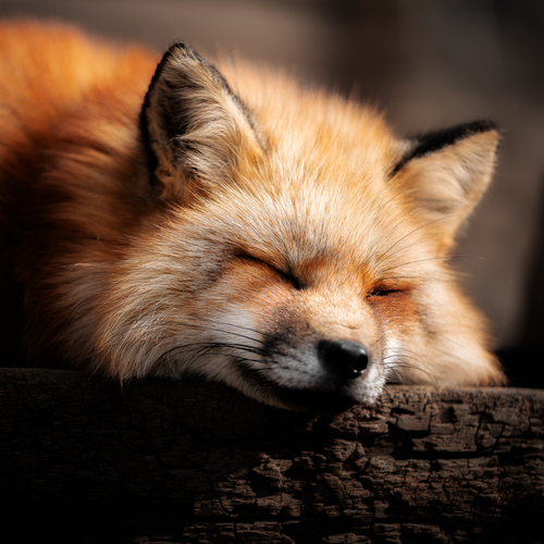 Photo #14247043