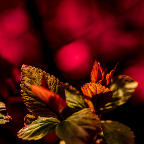 Photo #14247248