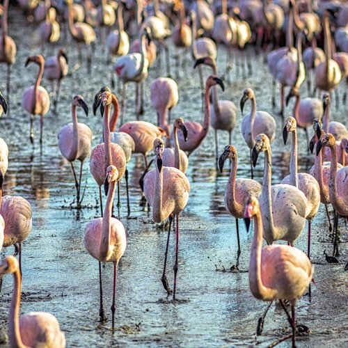 flamingos go