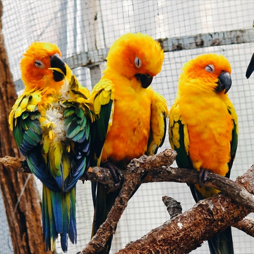 Vibrant Slumber