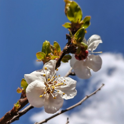 White Against the Infinite