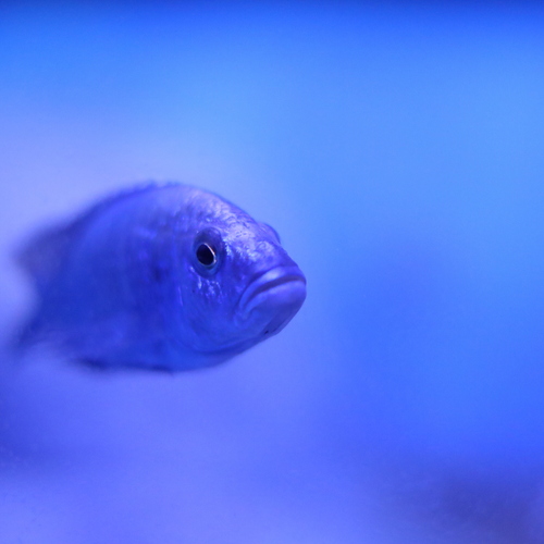 Photo #14250930