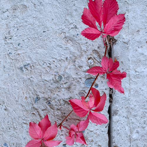 Photo #14251852