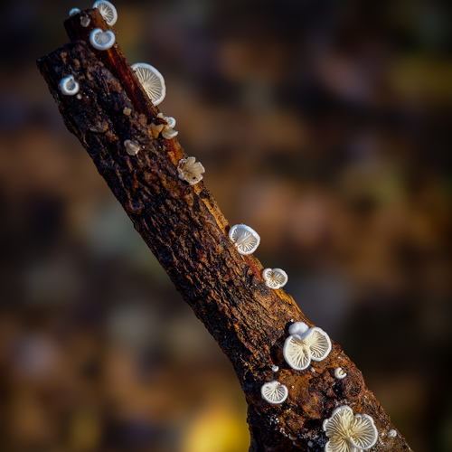 Photo #14255154