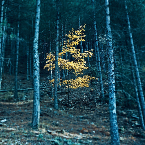 El arbol distinguido