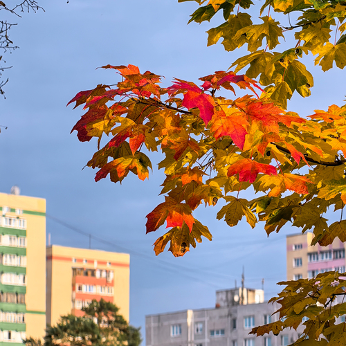 Осень в городе