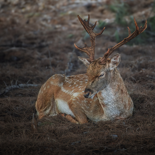 Photo #14257429