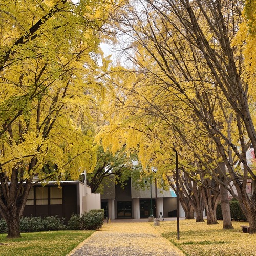 Under the Yellow Canopy