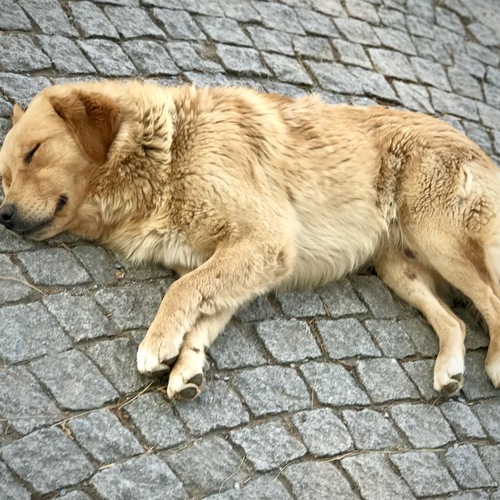 A Moment of Rest