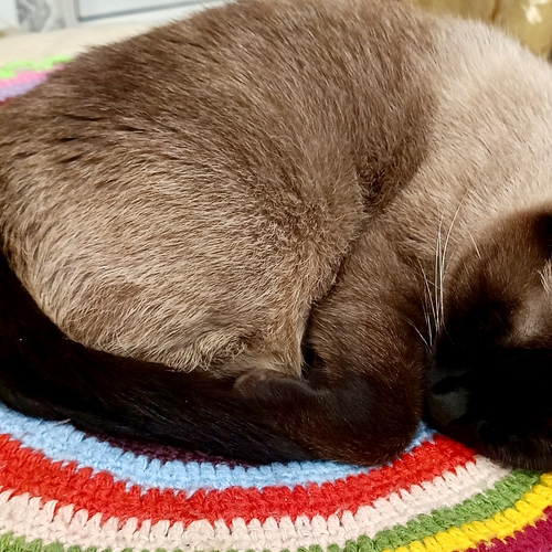 Photo #14258394