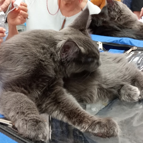 Photo #14259653