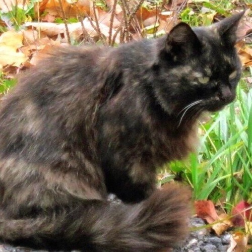 Photo #14261304