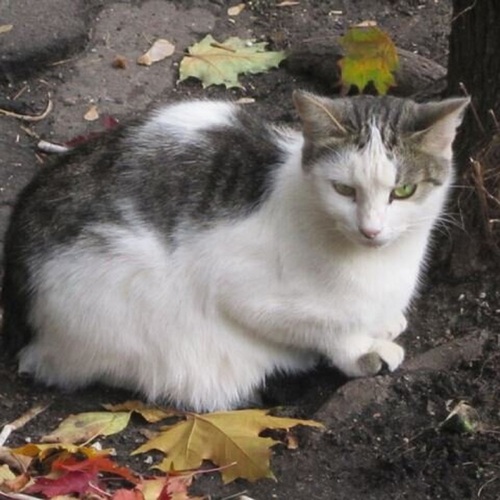 Кошка и кленовые листочки