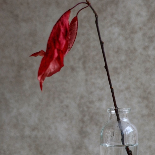 Photo #14263018