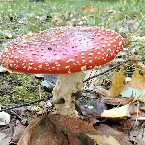 Photo #14263861