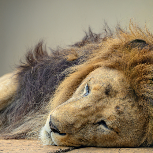 Photo #14264441