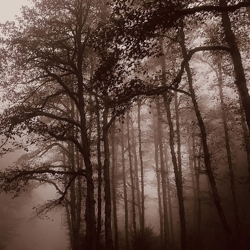 Misty Silhouettes