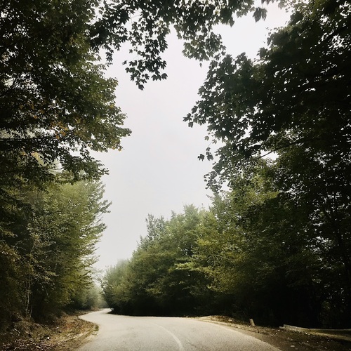 A Dream Through the Trees