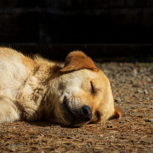 A Little Peace in the Sun