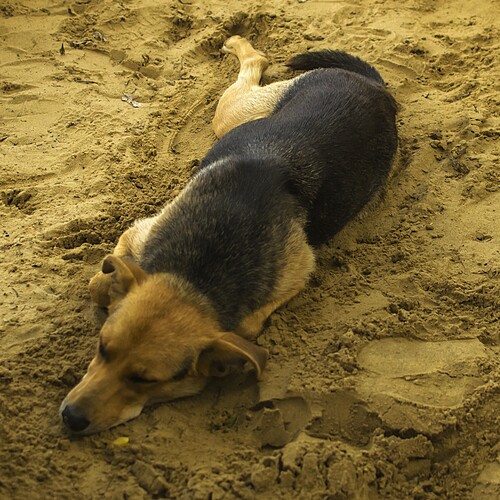 Photo #14266339