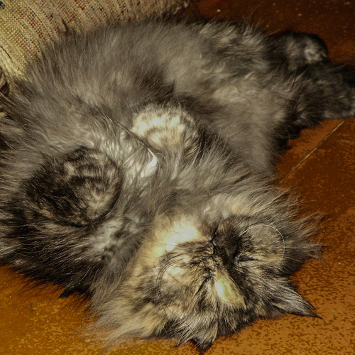 Photo #14266380