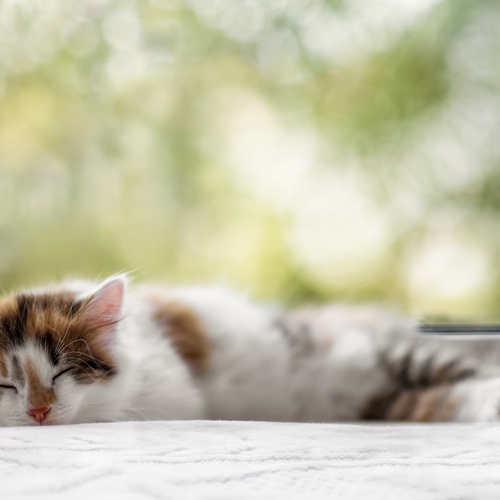 Photo #14266623