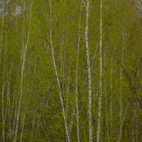 Photo #14268834