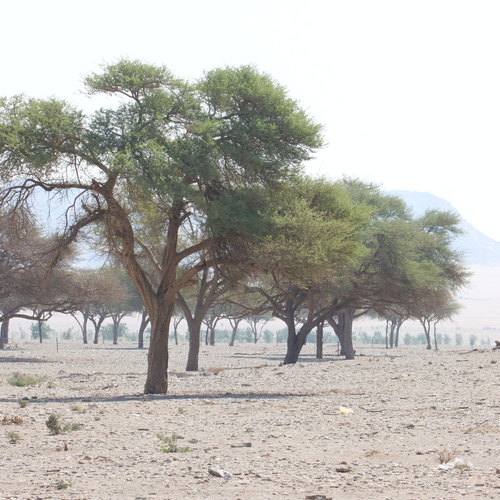 Solitary Tree in Desert Landscape with Mountain Background