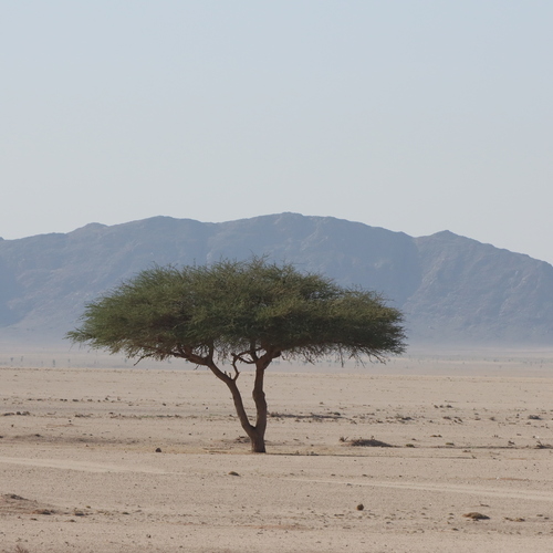 Solitary Tree in Desert Landscape with Mountain Background