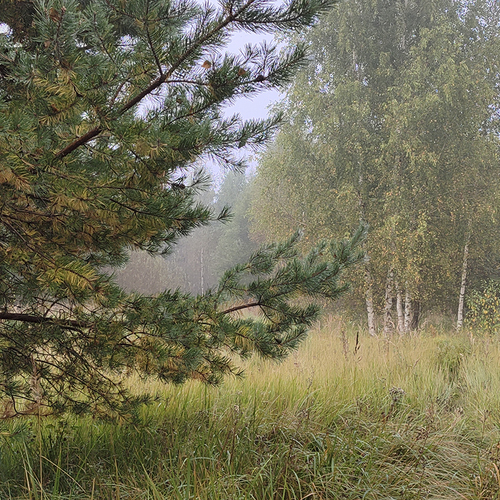 Туман в лесу
