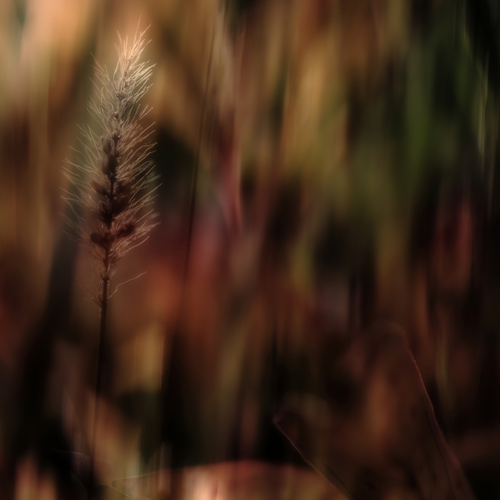 Autumn Colors