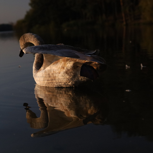 Photo #14278565